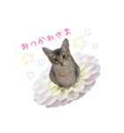 花と猫 ダリアとソマリ（個別スタンプ：4）