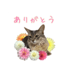 花と猫 ダリアとソマリ（個別スタンプ：6）