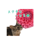 花と猫 ダリアとソマリ（個別スタンプ：8）