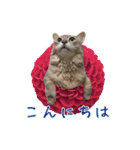 花と猫 ダリアとソマリ（個別スタンプ：9）