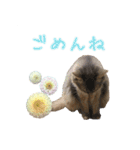 花と猫 ダリアとソマリ（個別スタンプ：12）