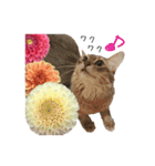 花と猫 ダリアとソマリ（個別スタンプ：16）