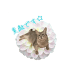 花と猫 ダリアとソマリ（個別スタンプ：17）
