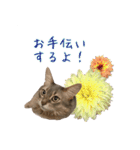 花と猫 ダリアとソマリ（個別スタンプ：19）