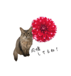 花と猫 ダリアとソマリ（個別スタンプ：20）