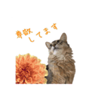 花と猫 ダリアとソマリ（個別スタンプ：21）