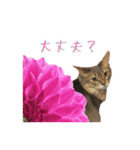 花と猫 ダリアとソマリ（個別スタンプ：22）
