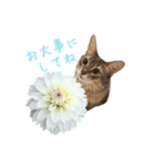 花と猫 ダリアとソマリ（個別スタンプ：23）