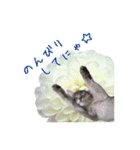 花と猫 ダリアとソマリ（個別スタンプ：24）