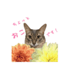 花と猫 ダリアとソマリ（個別スタンプ：25）
