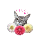 花と猫 ダリアとソマリ（個別スタンプ：26）