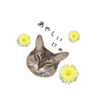 花と猫 ダリアとソマリ（個別スタンプ：27）