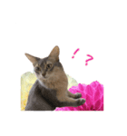 花と猫 ダリアとソマリ（個別スタンプ：28）