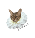 花と猫 ダリアとソマリ（個別スタンプ：31）