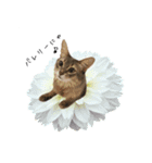 花と猫 ダリアとソマリ（個別スタンプ：32）