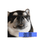 どんくろここ時々みる。（個別スタンプ：4）