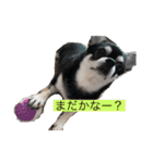 どんくろここ時々みる。（個別スタンプ：6）