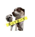 どんくろここ時々みる。（個別スタンプ：7）