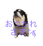 どんくろここ時々みる。（個別スタンプ：11）