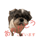 どんくろここ時々みる。（個別スタンプ：12）