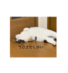 こむぎ♡♡♡（個別スタンプ：1）