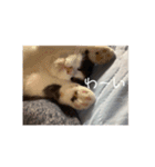 こむぎ♡♡♡（個別スタンプ：6）