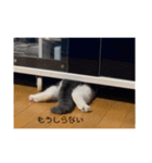 こむぎ♡♡♡（個別スタンプ：7）
