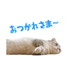 うちのにゃんズ。（個別スタンプ：1）