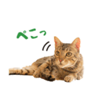 うちのにゃんズ。（個別スタンプ：2）