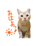 うちのにゃんズ。（個別スタンプ：3）