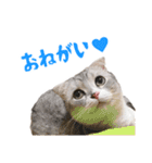 うちのにゃんズ。（個別スタンプ：4）
