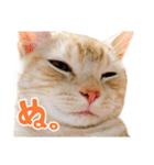 うちのにゃんズ。（個別スタンプ：5）