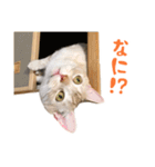 うちのにゃんズ。（個別スタンプ：8）