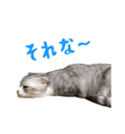 うちのにゃんズ。（個別スタンプ：9）