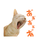 うちのにゃんズ。（個別スタンプ：10）
