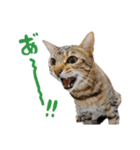 うちのにゃんズ。（個別スタンプ：11）