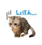 うちのにゃんズ。（個別スタンプ：12）