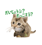 うちのにゃんズ。（個別スタンプ：13）