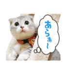 うちのにゃんズ。（個別スタンプ：14）
