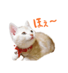 うちのにゃんズ。（個別スタンプ：15）