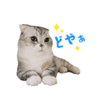 うちのにゃんズ。（個別スタンプ：17）