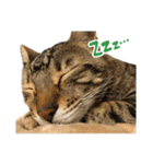うちのにゃんズ。（個別スタンプ：18）