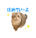うちのにゃんズ。（個別スタンプ：21）