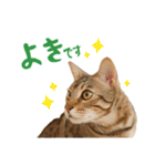 うちのにゃんズ。（個別スタンプ：22）