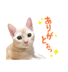 うちのにゃんズ。（個別スタンプ：26）