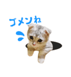 うちのにゃんズ。（個別スタンプ：27）