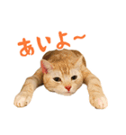 うちのにゃんズ。（個別スタンプ：29）