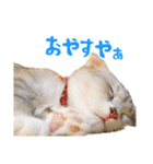 うちのにゃんズ。（個別スタンプ：30）
