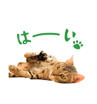 うちのにゃんズ。（個別スタンプ：31）