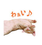 うちのにゃんズ。（個別スタンプ：32）